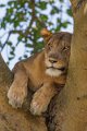 40 Oeganda, Queen Elizabeth NP, leeuw